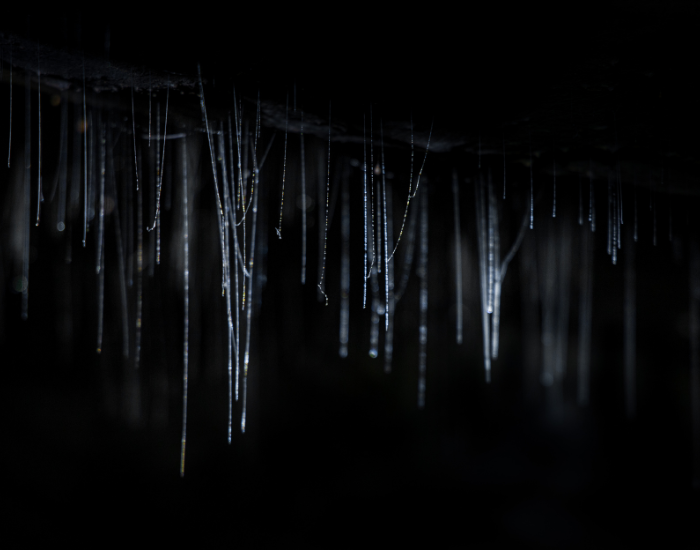 glowing-worms-in-dark-cave.webp strings created by glow worms on a cave
