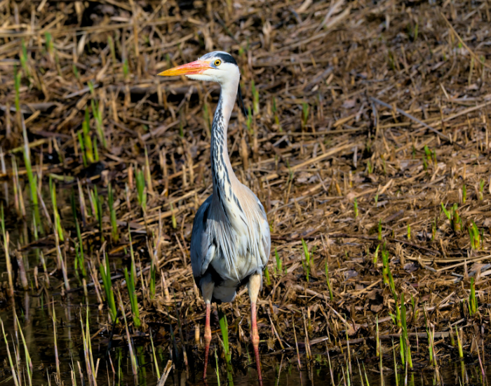 gray-heron-10.webp a grey heron walking on a wetland