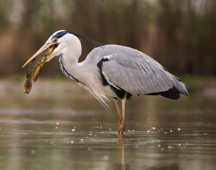gray-heron-fishing-wetland.webp Grey heron walking on a wetland and fishing