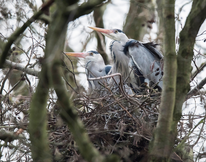 gray-heron-nest.webp two grey herons in their nest in the wild