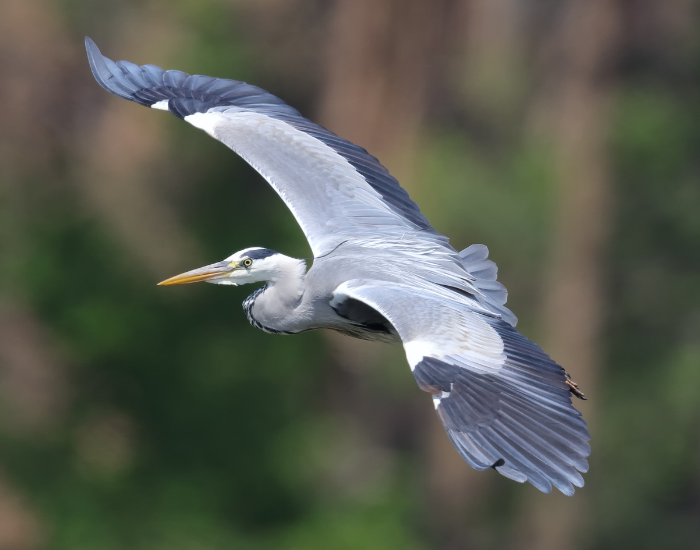 grey-heron-flying.webp Grey heron flying in the wild