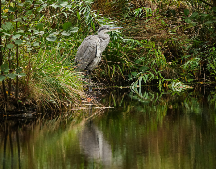 grey-heron-habitat-wteland.webp grey heron in its natural habitat