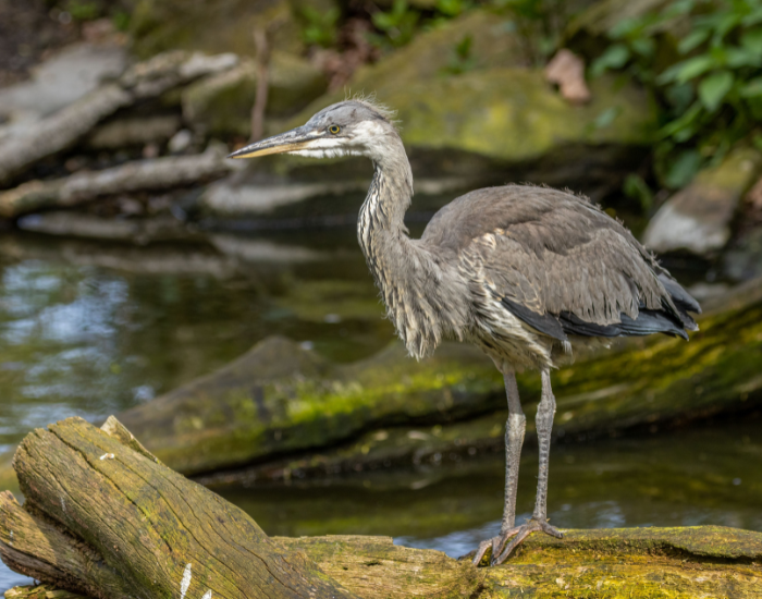 grey-heron-juvenile.webp juvenile Grey Heron in the wild with a river