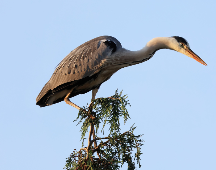 grey-heron-on-tree.webp a grey heron on top of a tree