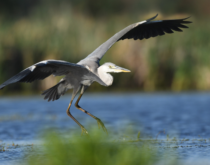 grey-heron.webp grey heron flying in the wild over a wetland
