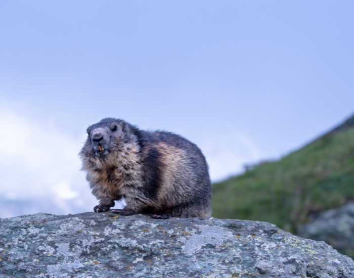 groundhog-after-ibernation-2.webp a groundhog on top of a rock