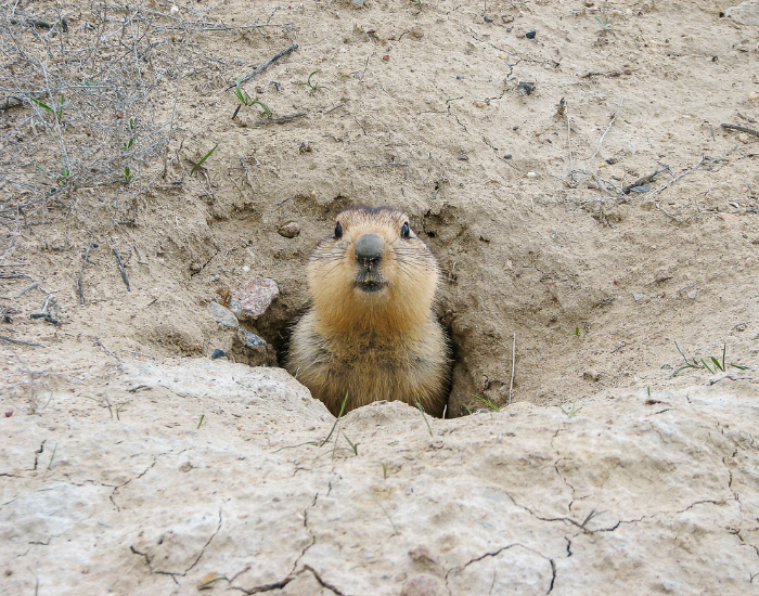 groundhog-after-ibernation.webp a groundhog coming out of a burrow