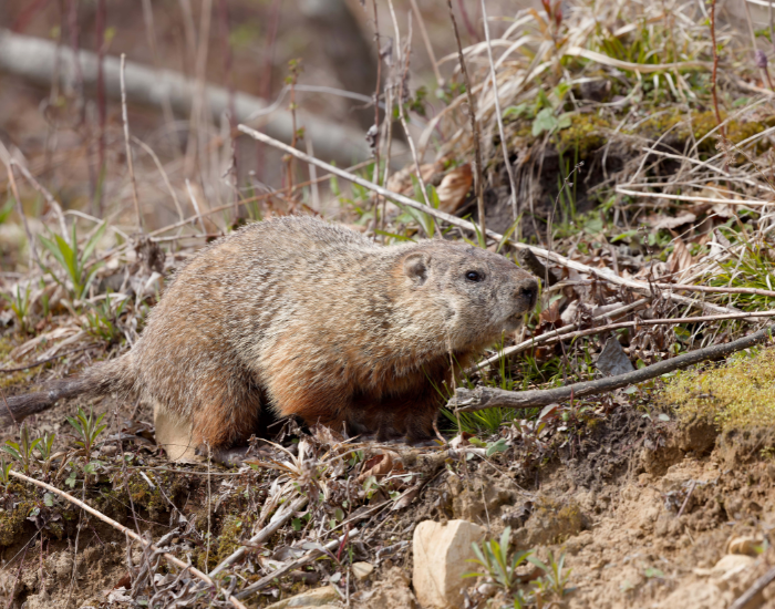 groundhog-in-the-wild.webp