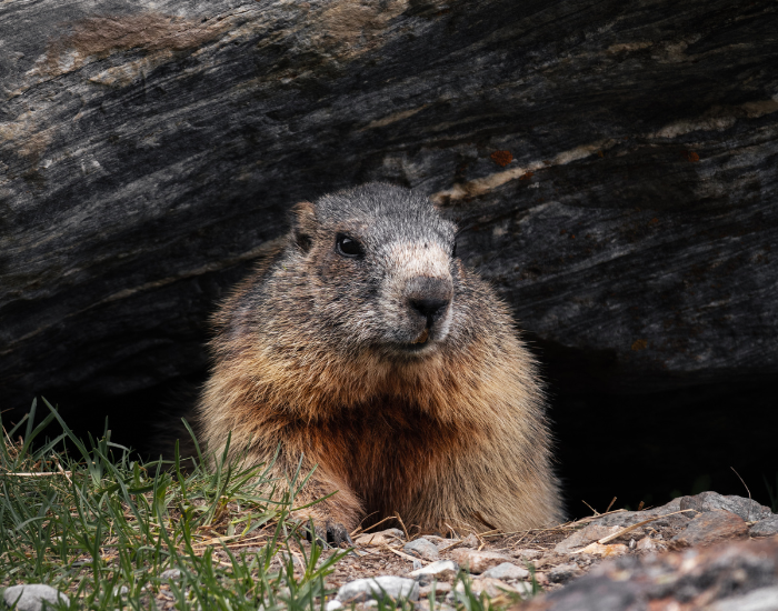 groundhog-on-burrow-2.webp a groundhog coming off from a burrow