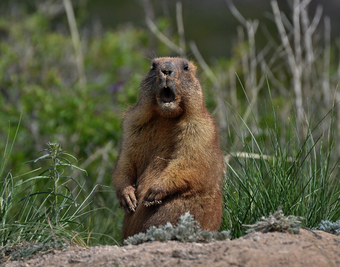 groundhog-on-burrow.webp a groundhog in its burrow and calling