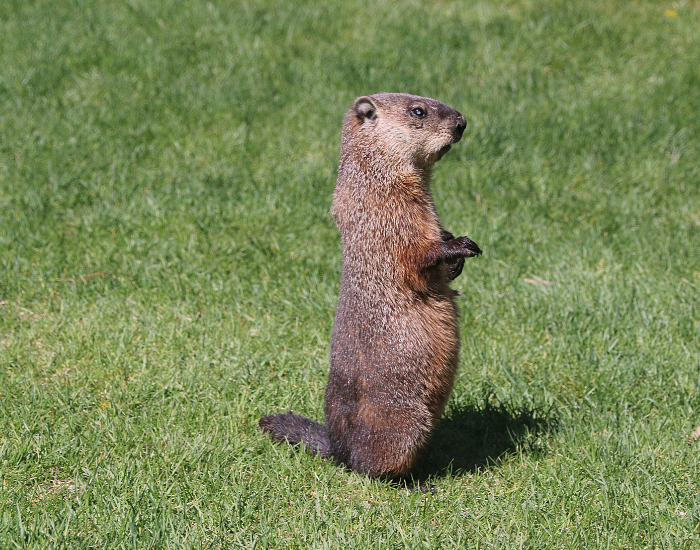 groundhog-on-grass-2.webp a groundhog standing on grass