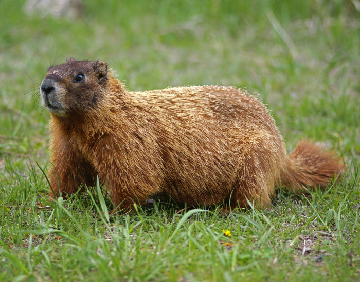 groundhog-on-grass.webp a groundhog standing over grass