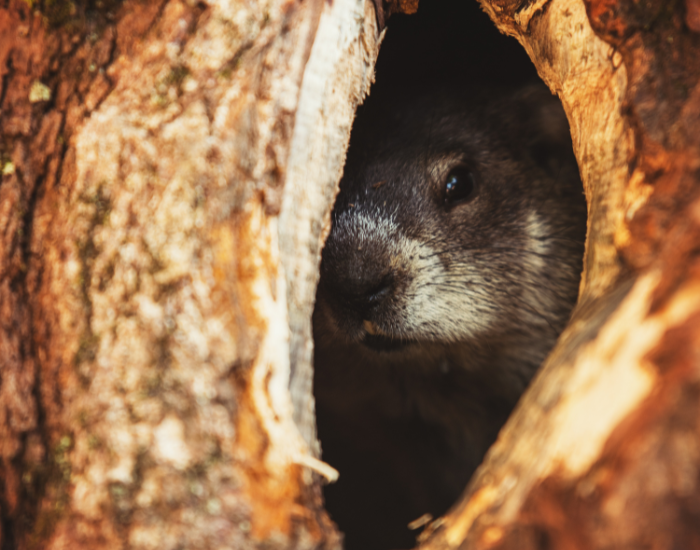 groundhog-on-home.webp a groundhog inside their home