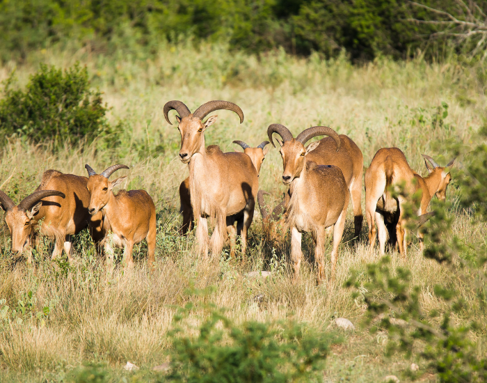 group-Aoudad.webp herd of barbary sheep in the wild