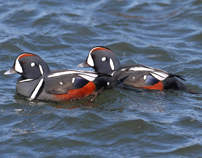 group-of-Harlequin-Ducks-2.webp two harlequin ducks swimming