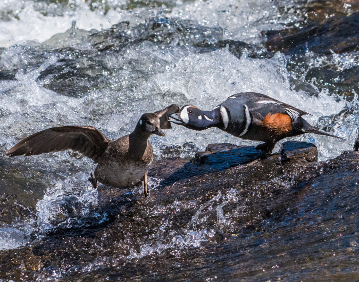group-of-Harlequin-Ducks-3.webp two harlequin ducks on a rock