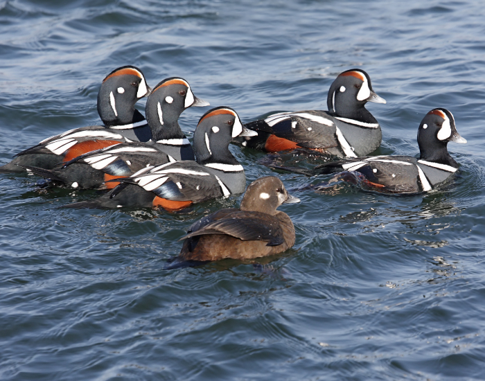 group-of-Harlequin-Ducks.webp group of harlequin ducks swimming