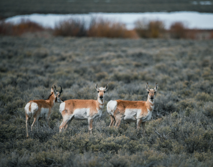 herd of pronghorns in the wild