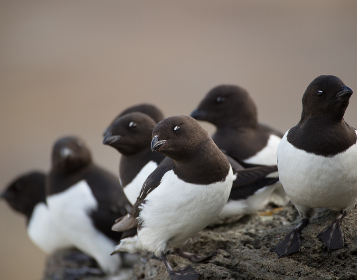 group-of-auk.webp group of auks in the wild