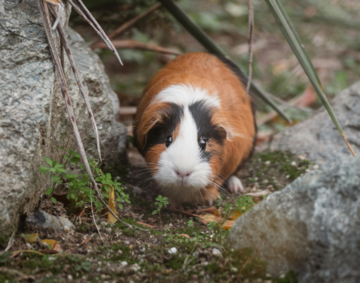 guinea-pig-cuy.webp guinea pig on the ground