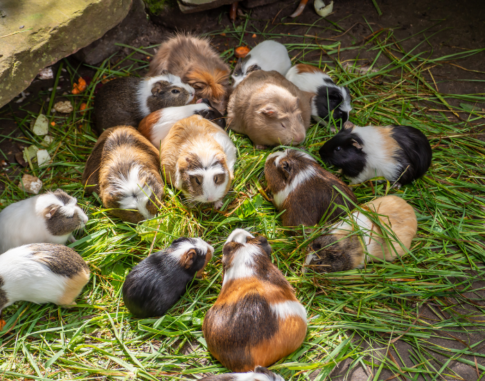 guinea-pig-4.webp group of guinea pigs in captivity