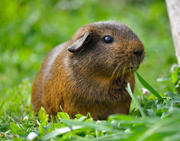 a guinea pig standing on grass