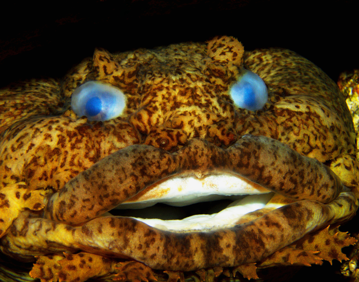 gulf-toadfish.webp clos eup of a toadfish