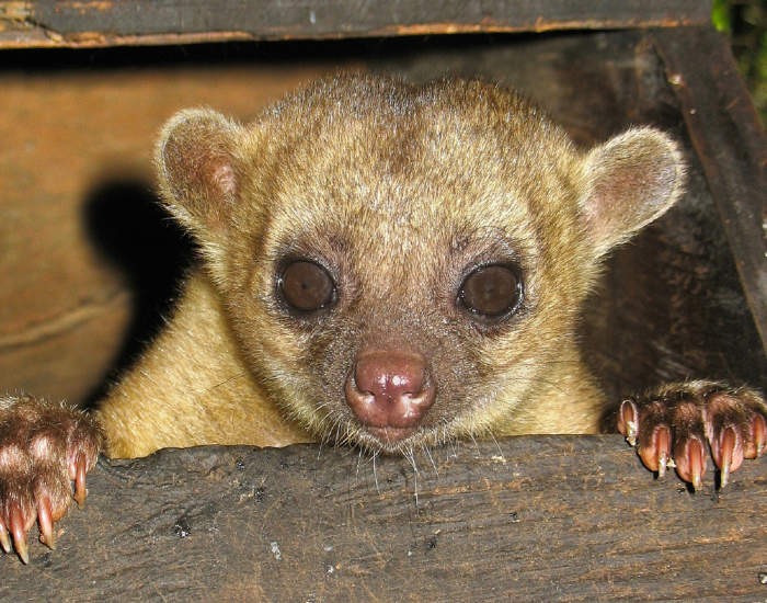 close up of a Kinkajou