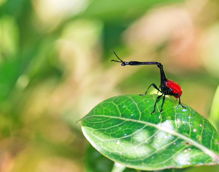 herbivorous Giraffe Weevil inits habitat