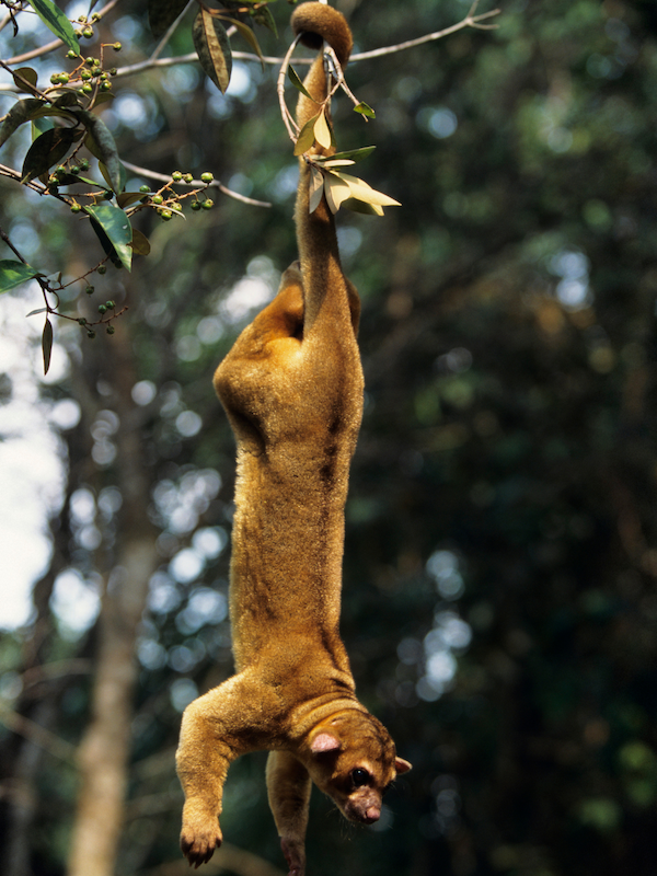 A kinkajou hanging from a tree from its tail
