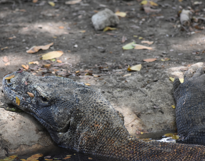 komodo-dragon-laying-komodo-national-park.webp komodo dragon laying on a water hole