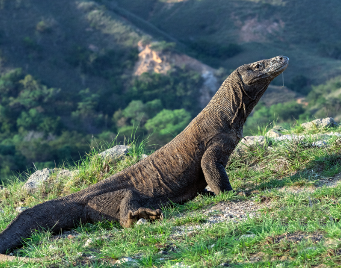 komodo-dragon-on-grass.webp komodo dragon in the wild
