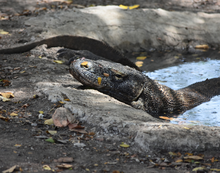 komodo-dragon-resting.webp komodo dragon laying on a water hole resting
