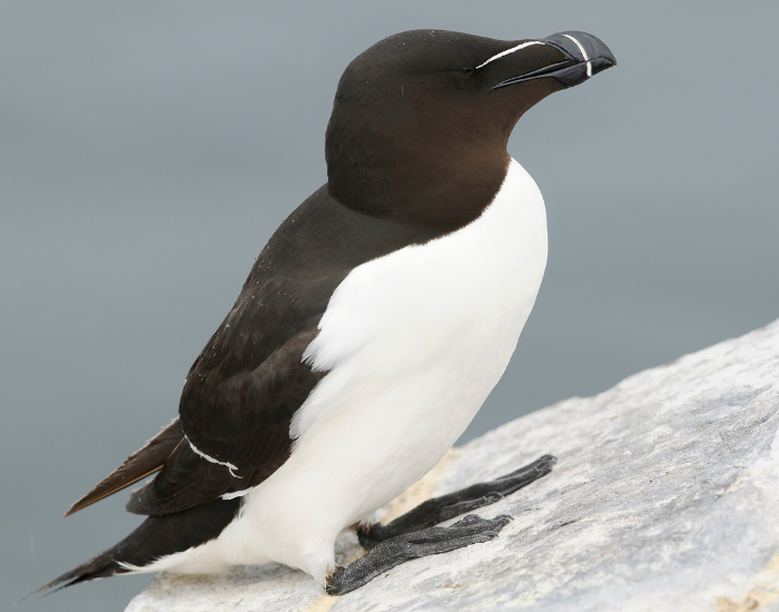 lesser-auk.webp clos eup of an aul in the wild