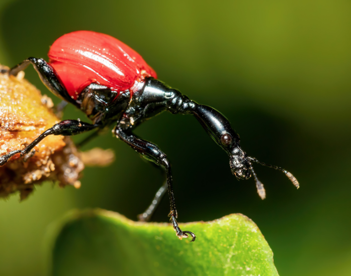 close up of a Giraffe Weevil in the wild walking