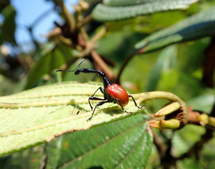 Giraffe-Weevil walking on a leaf