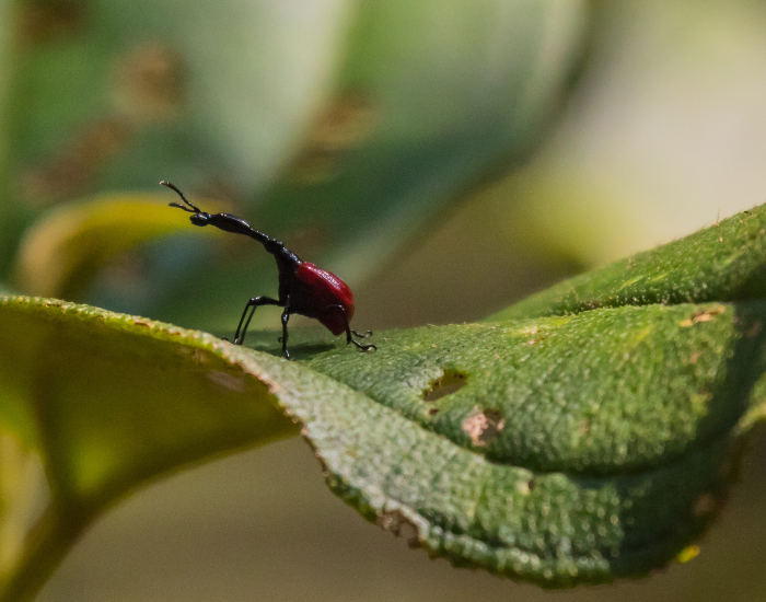 Giraffe Weevil in its habitat