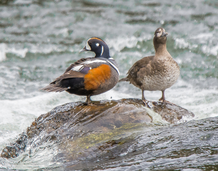 male-and-female-Harlequin-Ducks.webp male and female harlequin ducks on top of a rock surrounded by water