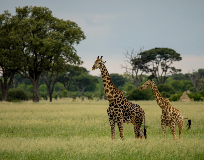 male vs female giraffes in the wild