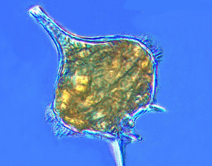 close up of a dinoflagellate