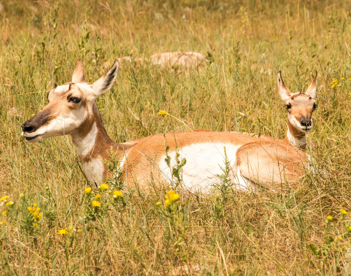 mom and baby-calf pronghorns antelope