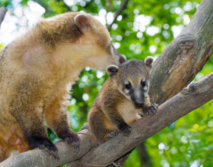 coati mom and baby in the wild climbing. atree