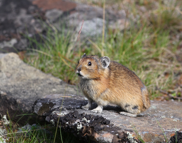 a northern pika in its natural habitat