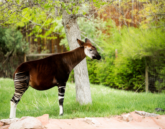 okapi-captive.webp okapi standing over grass