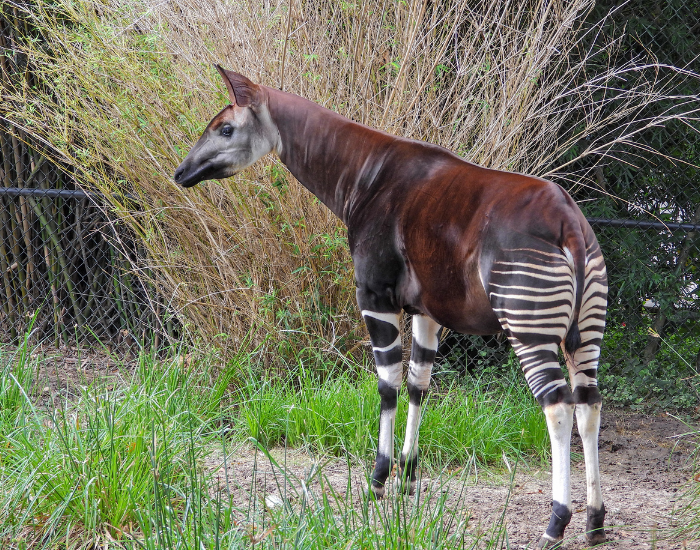okapi-captivity.webp Okapi in captivity