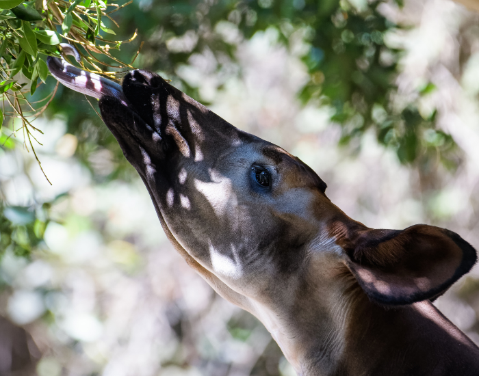 okapi-feeding.webp close up of an okapi grabbing leaves from a tree with its tongue