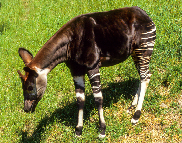 okapi-grazing.webp okapi standing still on grass