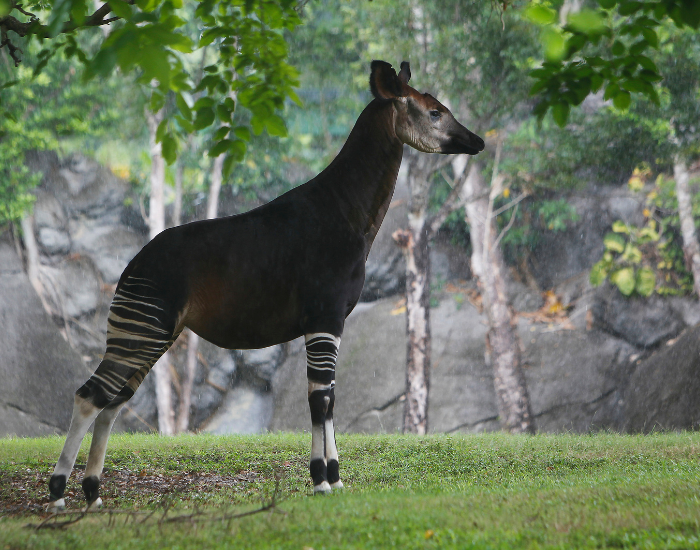 okapi-wild.webp an okapi standing on grass in captivity