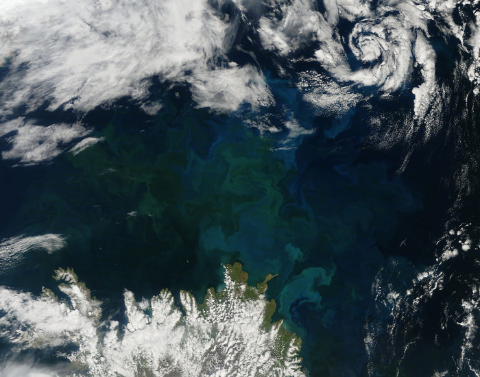 satellite image of phytoplankton explosion near iceland 