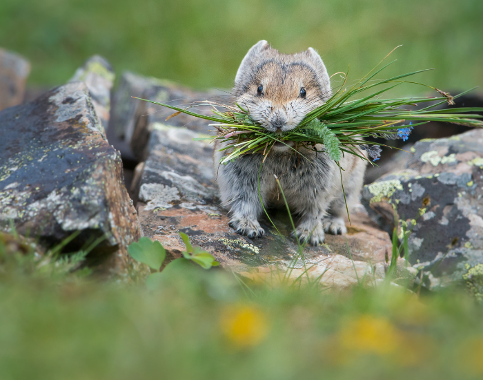 a pika with plants on its mouth